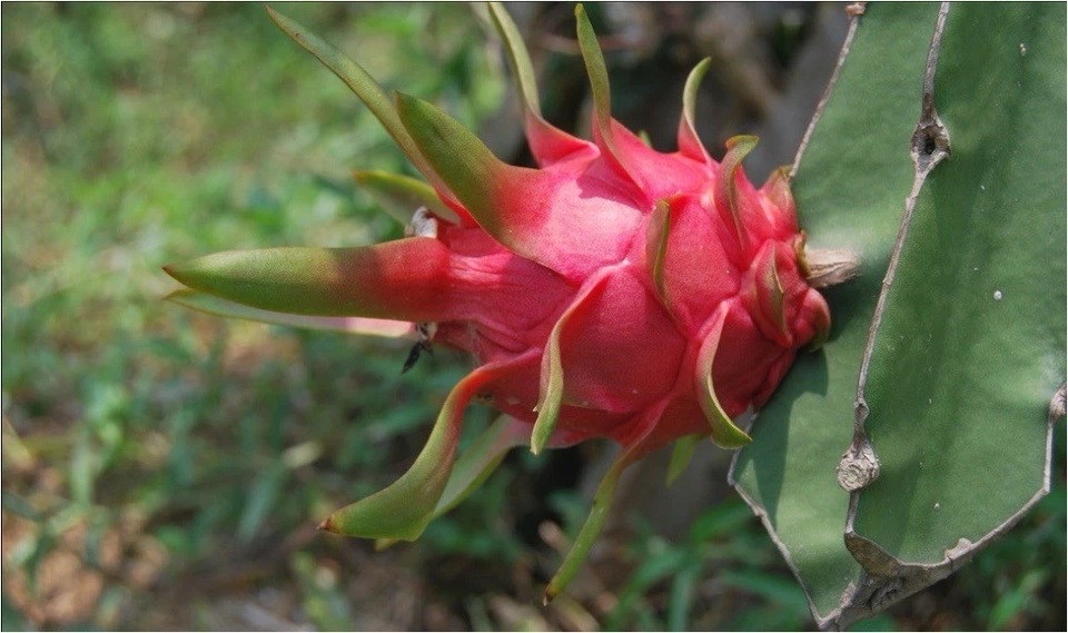 2 Dragon Fruit Cuttings – 8 Inch Red Flesh Variety – Self-Pollinating Cactus Cuttings Ready to Plant