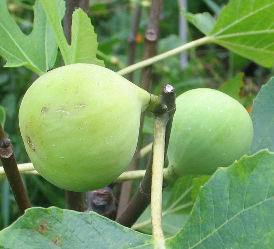 Conadria Fig Cuttings – 2 Fresh Fig Tree Cuttings with Willow Water for Rooting – Ficus Carica Starter Set