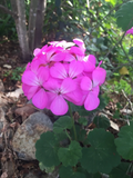 Purple Pink Zonal Geranium Starter Cuttings – 12 Live Pelargonium hortorum Cuttings 6 Inches Long