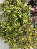 Crassula Ovata Jade Plant Cuttings – 5 Live Succulent Stems 3–5 Inches for Planting