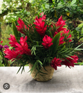 Hawaiian Red Ginger Rooted Starter Plant – Alpinia Purpurata Small Live Plant for Tropical Gardens