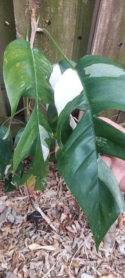 Epipremnum Pinnatum Marble Cutting – Live Variegated Stem Cutting, Rare Aroid Plant for Propagation, Fast-Growing Indoor Vine