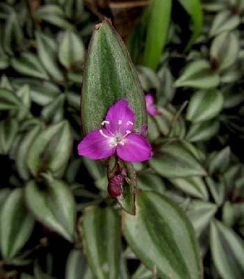 Tradescantia Zebrina Evanesce Live Potted Plants – 5 Wandering Jew Houseplants with Variegated Purple Green Foliage