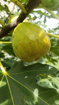 Fig Tree Cuttings – 5 Fresh Unrooted Ficus Carica Cuttings from 2 Varieties – Live Starter Wood for Rooting