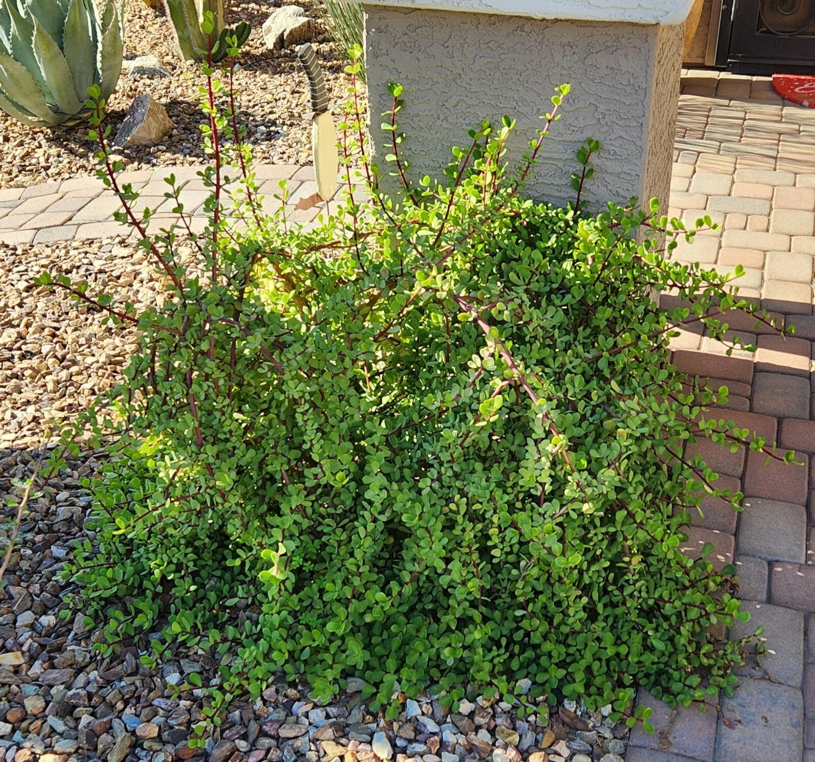Portulacaria afra “Mammoth” Cuttings – 5 Elephant Bush Succulent Stems, Live Starter Plant for Rooting & Growing
