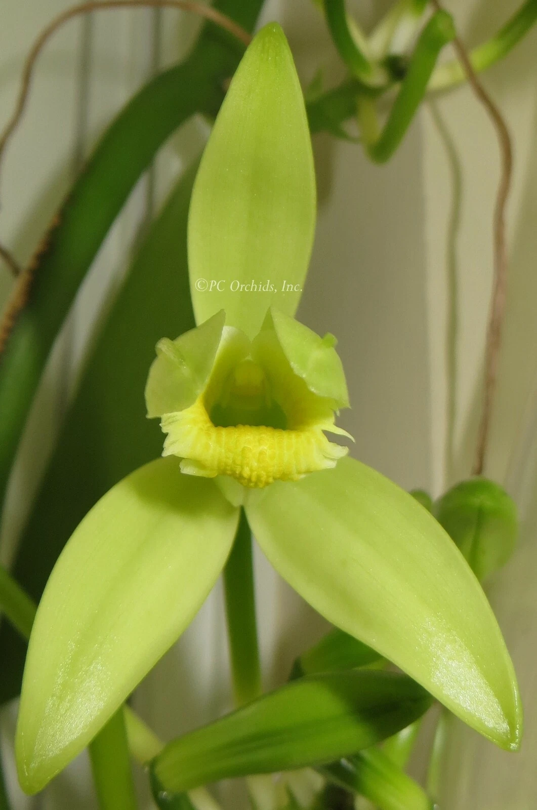 Vanilla Planifolia Cuttings for Planting – Fresh 12 Inch Orchid Vine Stems for Garden or Indoor Growing