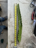 Rainbow Dragon Fruit Cutting – 10–15 Inch Unrooted Pitaya Cutting, Hylocereus Cactus for Propagation