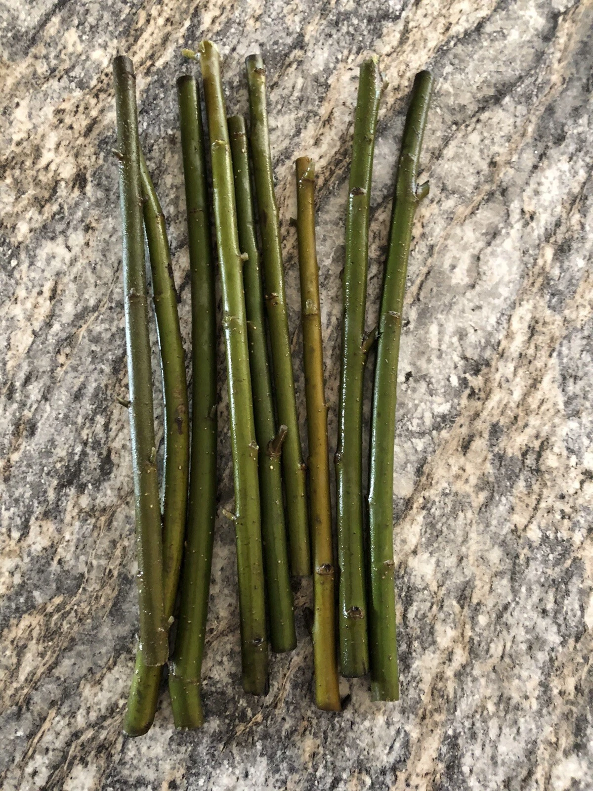 Austree Willow Hybrid Live Cuttings – 60 Salix Tree Stems for Planting, Unrooted Outdoor Willow Cuttings