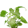 Arrowhead Plant Variety Pack – 2 Live Rooted Syngonium Plants – Mixed Foliage Houseplants from Florida