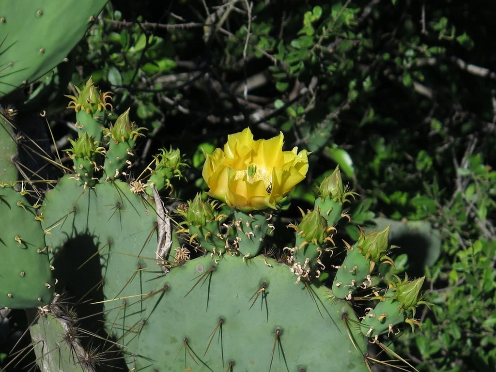 Engelmann’s Prickly Pear Cactus Cutting for Planting – Live Opuntia Engelmannii Pad, Hardy Desert Cactus