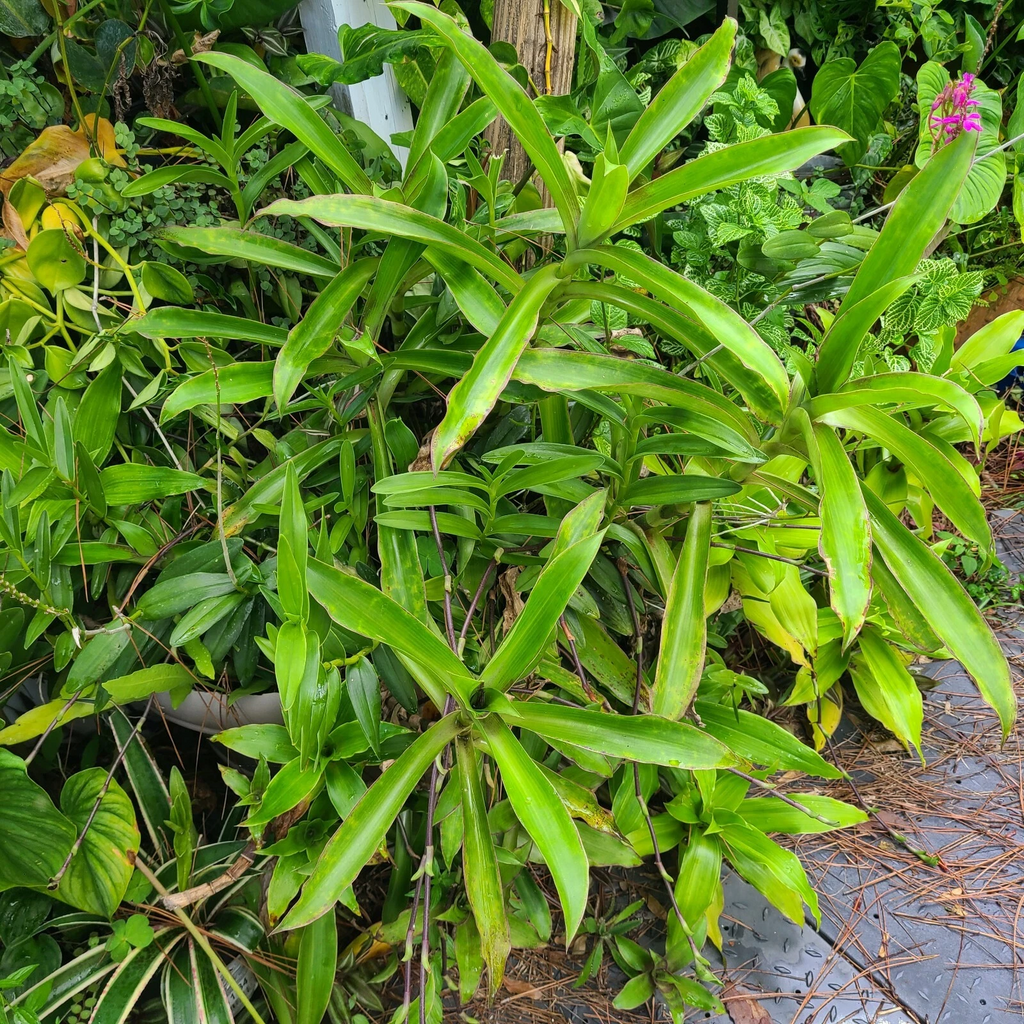 Callisia Fragrans Basket Plant – Two Large Rooted Plants – Chain Plant Houseplant Starter