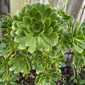 Green Aeonium Succulent – 20 Fresh Cuttings for Rooting – Aeonium Starter Cuttings for Pots and Rock Garden Displays