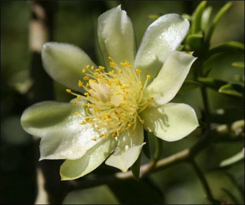 Variegated Pereskia Aculeata Cactus Plant – Gold Green Foliage, Live 6 Inch Potted Tropical Cactus Vine