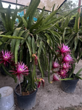 Dragon Fruit Connie Mayer – Mature Cuttings 8–12 Inches – Hylocereus Live Cactus Cuttings for Rooting
