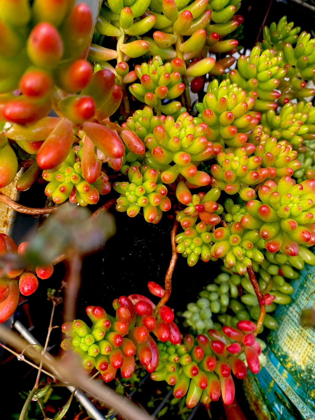 Sedum rubrotinctum Jelly Bean Variegated – Pork & Beans Succulent – 6 Fresh Cuttings for Rooting & Propagation