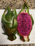 Asunta-X Dragon Fruit Cuttings – Mature Pitaya AX Cuttings 8–12 Inches Long – Hylocereus Hybrid