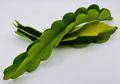 Red Dragon Fruit Cuttings – 2 Pitahaya Vines, 10"+ Long Red-Flesh Hylocereus Stems for Easy Rooting and Trellis Growing