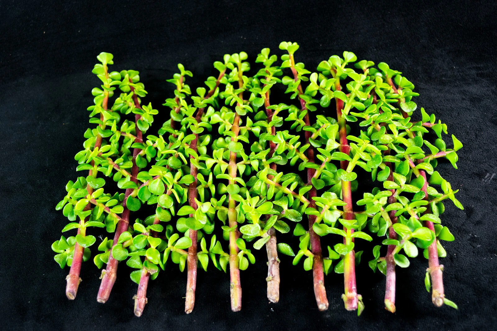 Portulacaria Afra Succulent Cuttings – 30 Elephant Bush Unrooted Cuttings for Indoor or Outdoor Container Growing