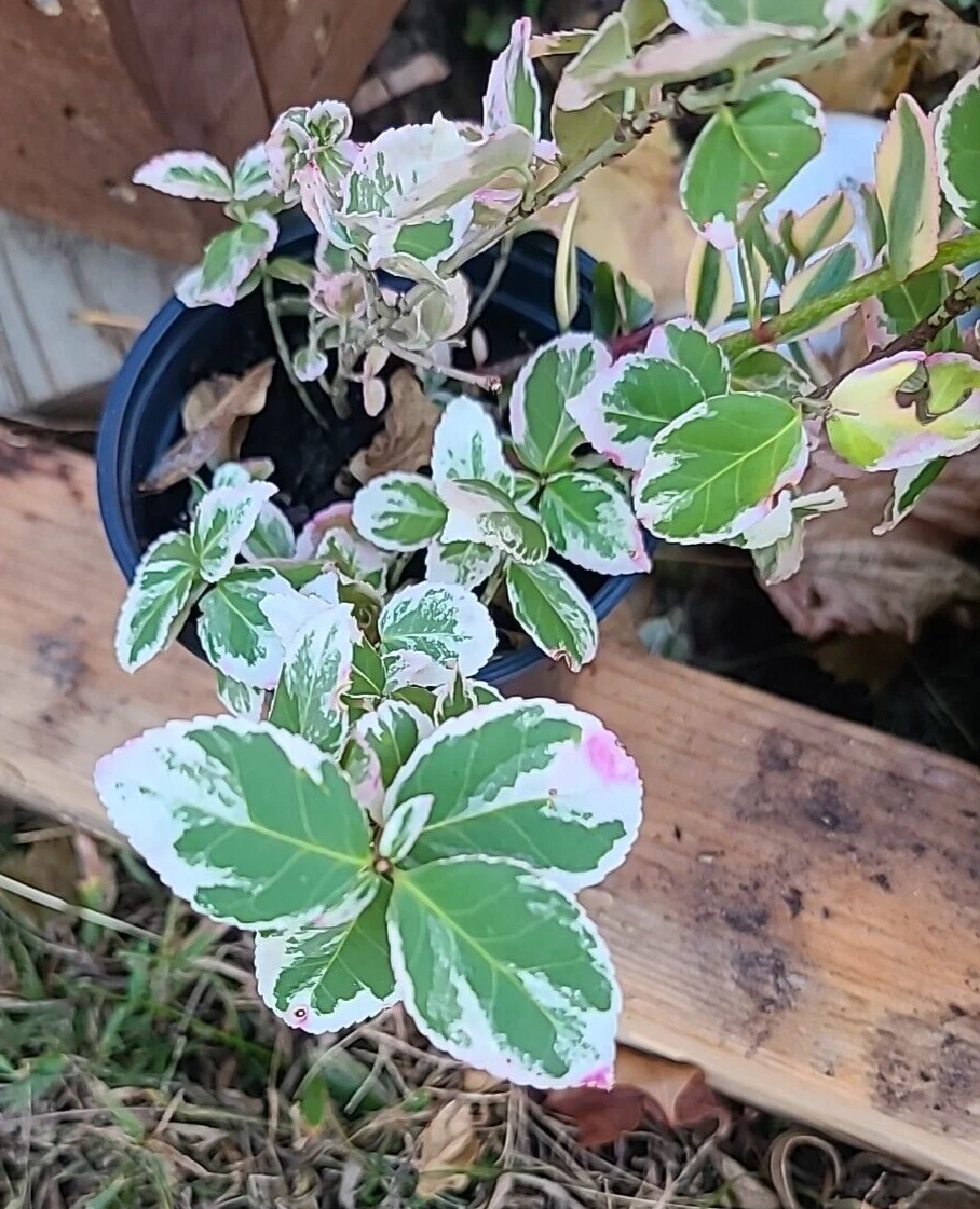 Variegated Creeping Fig Cuttings for Planting – 5 Unrooted Ficus Pumila Variegata Vine Stems, 6+ Inches