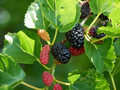 Dwarf Everbearing Mulberry Cuttings – 20+ Live Wood Cuttings for Rooting and Propagation, Morus Fruit Tree