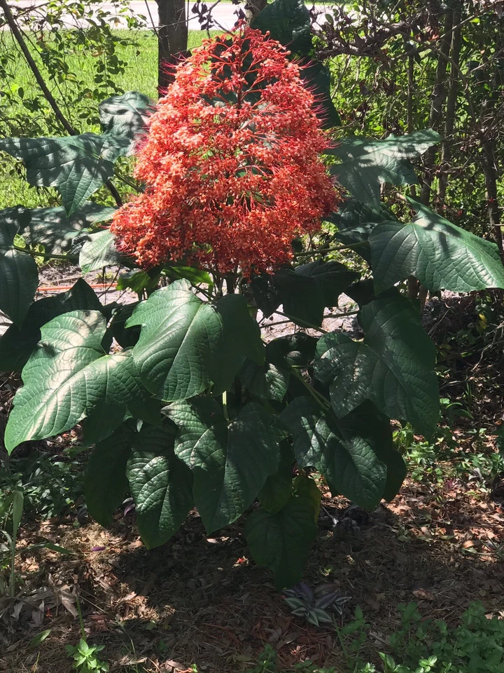Clerodendrum paniculatum Cuttings 6pcs | Orange Pagoda Flower Plant | Live Pyramid Tower Cuttings | Tropical Ornamental Starter