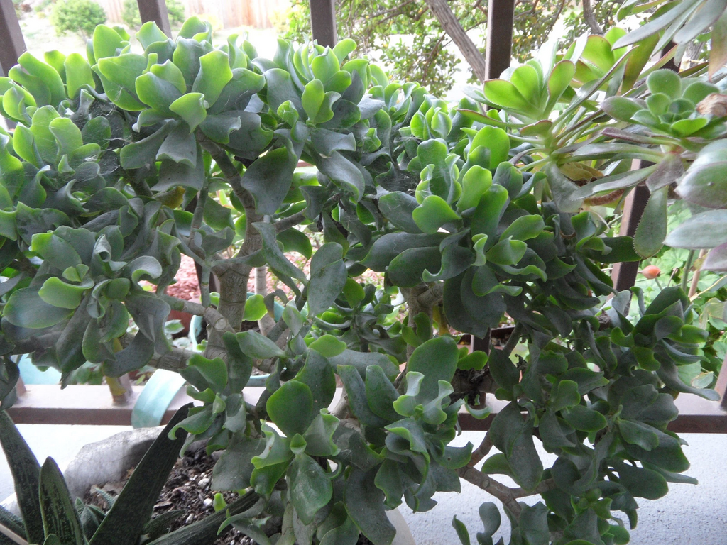 Ripple Curly Jade Cuttings – Lot of 3 Crassula arborescens Undulatifolia, 4–5 Inch Succulent Cuttings