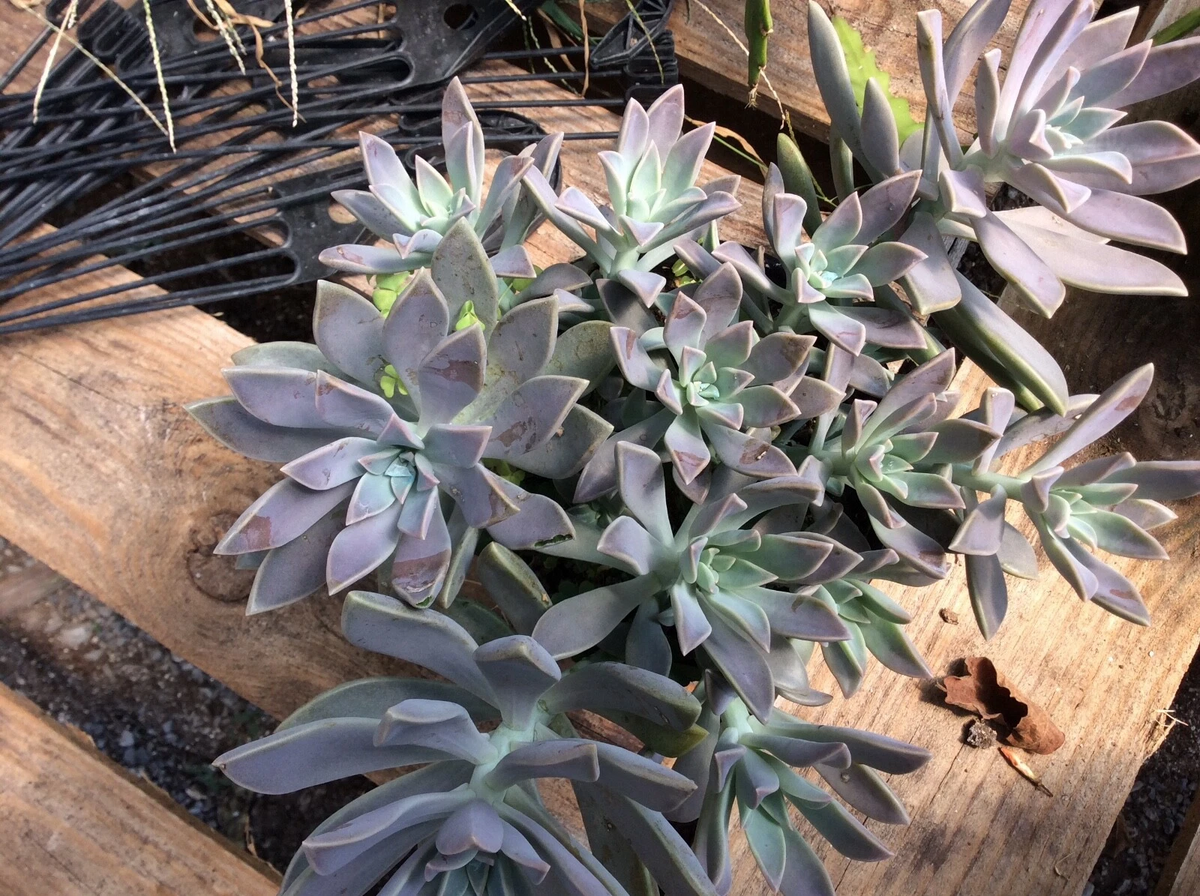 Ghost Plant Succulent Cuttings – 2 Live Graptopetalum paraguayense Cuttings 2–4 Inches, Gray Rosette Succulent