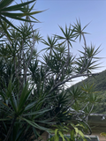 Hawaii Dragon Tree Cuttings for Planting – 25 Unrooted Dracaena marginata Cuttings Wholesale Lot