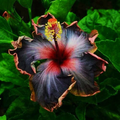 Hibiscus moscheutos Cuttings – 7 Starter Stems – Hardy Mallow Plant from Malvaceae Family