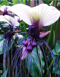 White Bat Flower Starter Plant – Live Tacca integrifolia Rooted Plant, Black Lily Tropical Houseplant