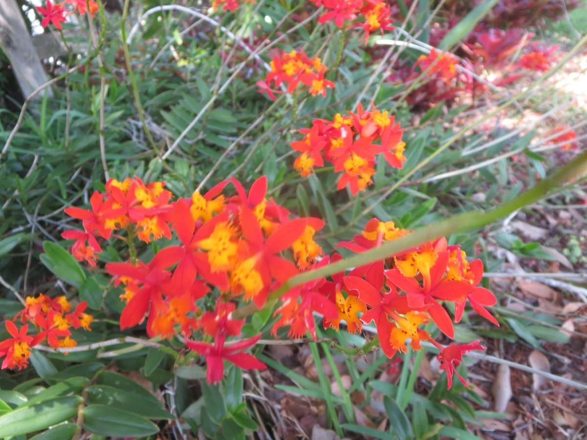 Ground Orchid Epidendrum Live Cuttings – 5 Orange Orchid Stems with Aerial Roots for Planting