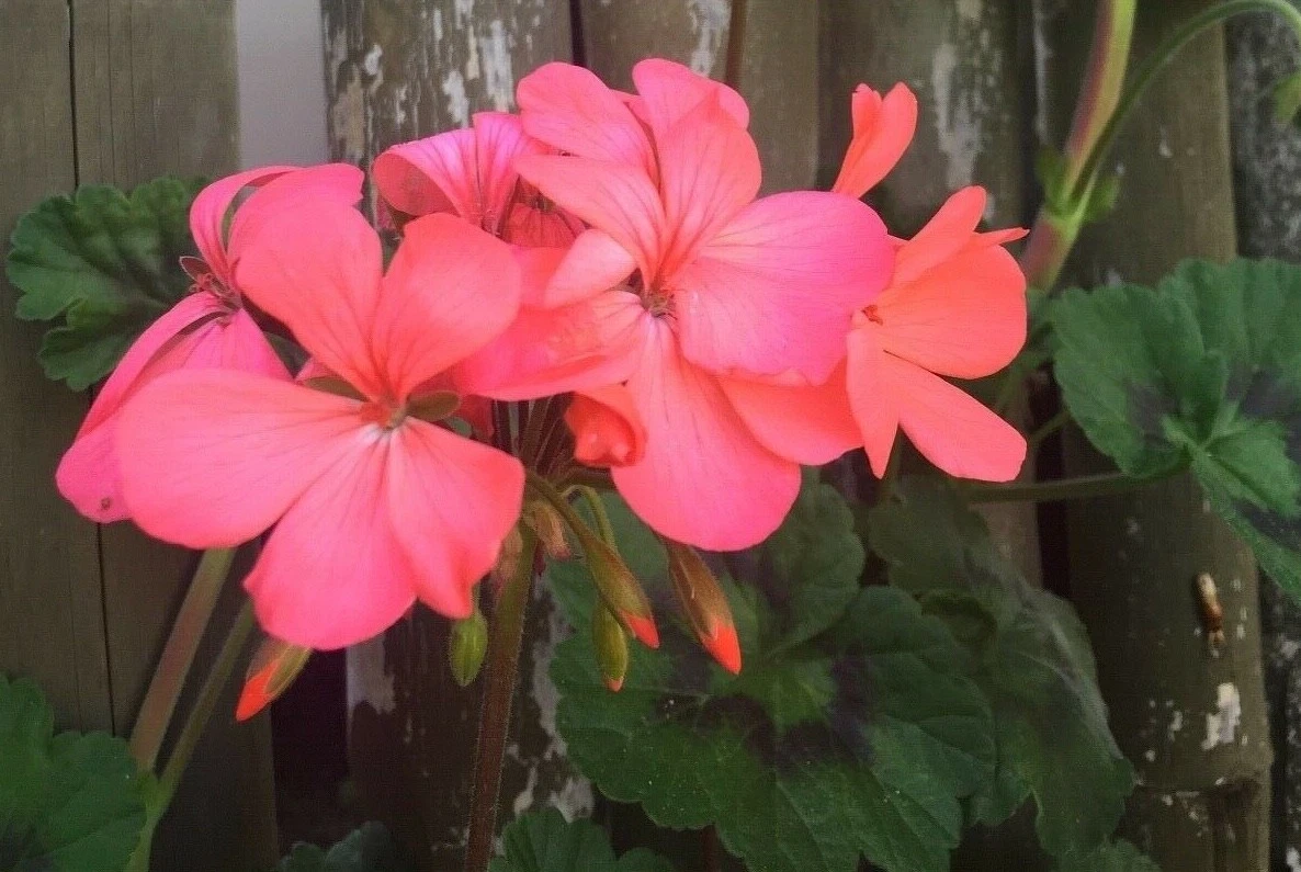 Orange Pink Zonal Geranium Live Plants – 4 Starter Cuttings 6 Inch, Pelargonium Hortorum Flowering Plant