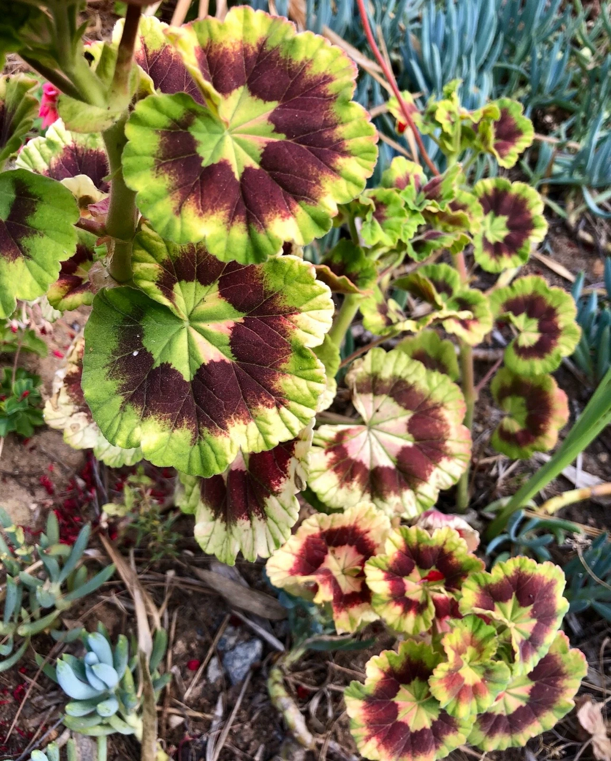 Rare Variegated Pelargonium – Zonal Geranium 6” Live Starter Cutting, Colorful Foliage Plant for Pots & Garden Growing