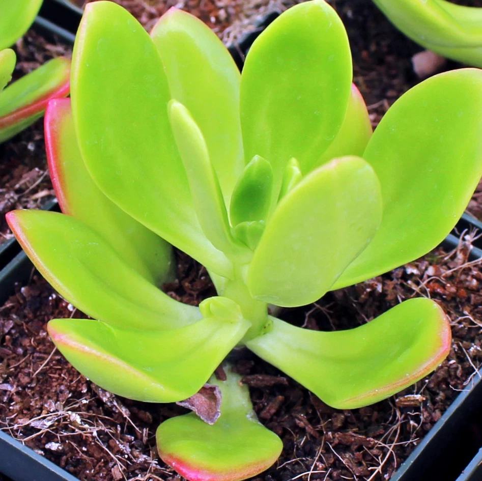 Sedum praealtum Green Apple Snap Succulent – Live 2" Plant for Pots, Rock Gardens, Terrariums, and Indoor/Outdoor Decor