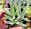 Crassula Mesembryanthemoides ‘Tenelli’ Succulent – 2 Inch Live Plant – Soft Fuzzy Foliage Garden Plant