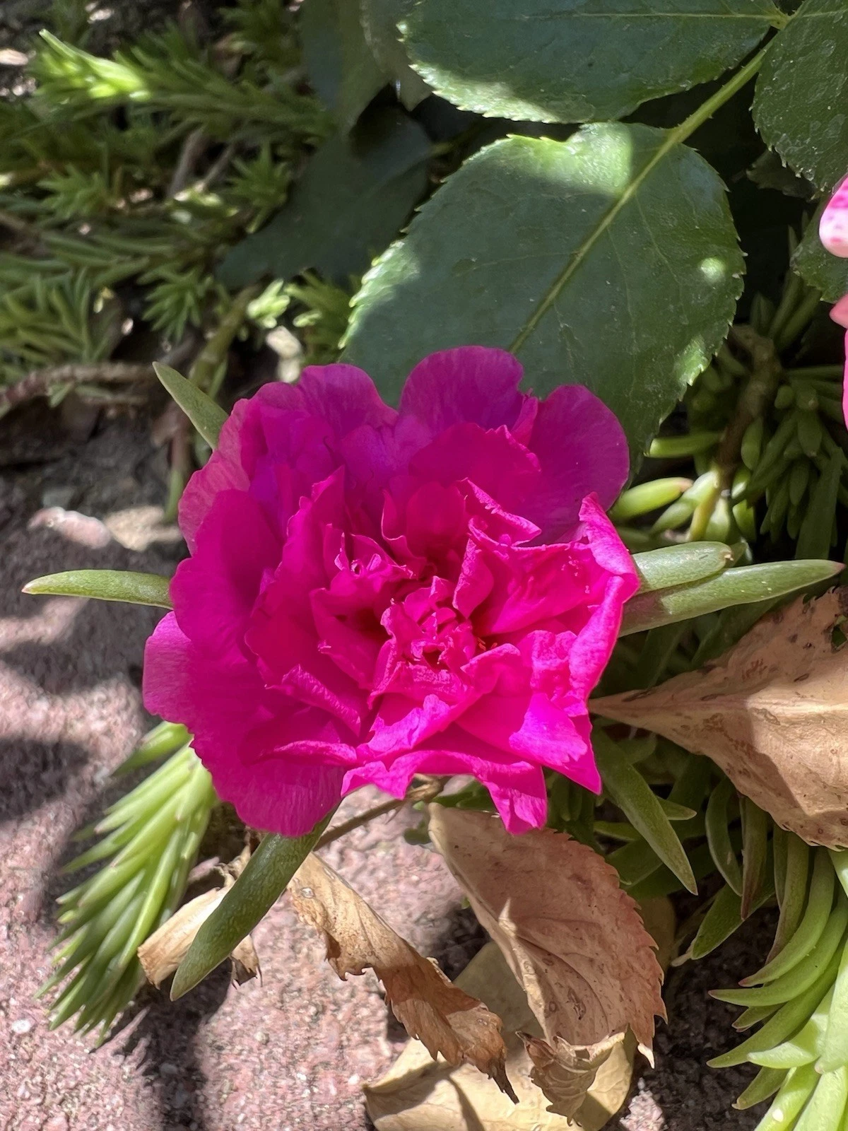 Portulaca Moss Rose Cuttings – 7 Fresh Magenta Double Bloom Portulaca grandiflora Cuttings for Propagation