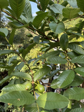 3 Guava Unroot Cuttings – Live Guava Tree Cuttings for Planting, Psidium Guajava Fruit Tree Variety