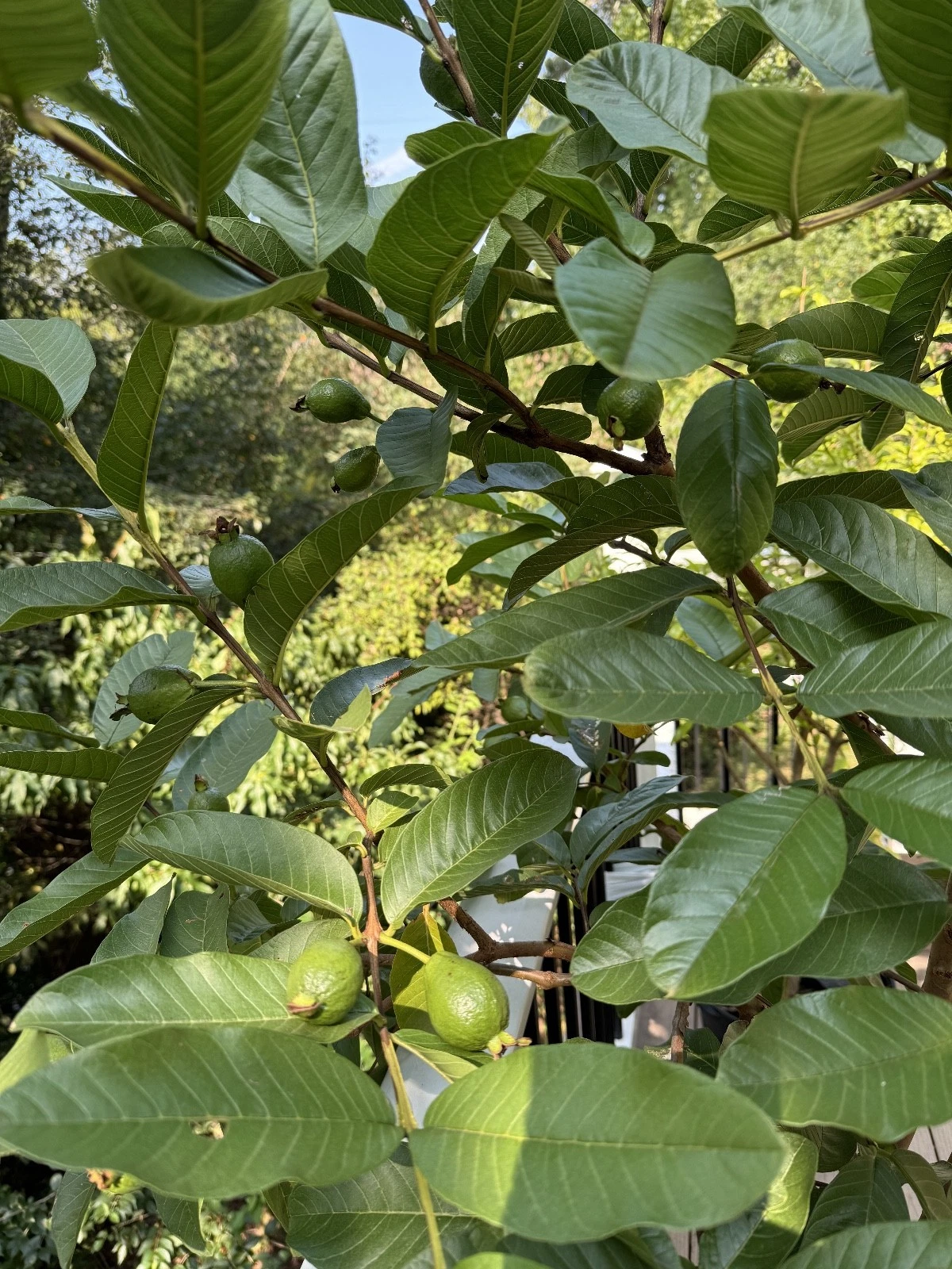 3 Guava Unroot Cuttings – Live Guava Tree Cuttings for Planting, Psidium Guajava Fruit Tree Variety