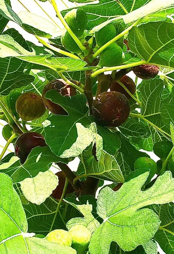 Hardy Chicago Fig Tree Cuttings – 3 Organic Unrooted Cuttings, Ficus carica Cold Hardy Fig for Propagation