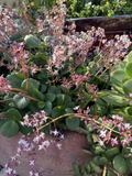 Fairy Crassula Succulent Cuttings – Crassula multicava, 6 Live Plant Cuttings for Propagation