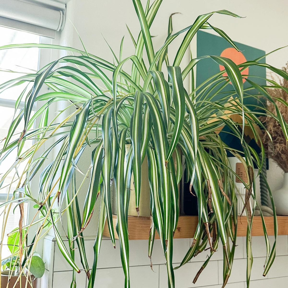 Fully Rooted Spider Plant Cuttings – Chlorophytum comosum Live Plants, Ready to Plant Indoor Houseplant