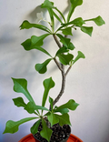 Plumeria Pudica Live Plant – 6 Inch Potted Tropical White Flowering Plumeria Starter