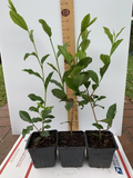 Camellia Sinensis Starter Plant – Tea Plant in 5 Liter Pot, Live Young Shrub for Garden or Container