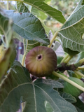 Olympian Fig Tree Cuttings – 10 Fresh Ficus carica Stems for Grafting or Rooting