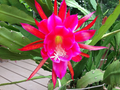 2 Rosy Swirl Epiphyllum Cuttings + Bonus Small Cutting – Orchid Cactus Starter Stems Ready to Root