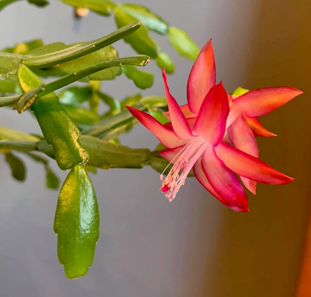 Pink Christmas Cactus Cuttings – Schlumbergera × buckleyi, 3 Unrooted Live Cuttings (No Roots)