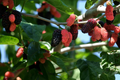 Illinois Everbearing Mulberry Live Plant – Morus Hybrid Fruit Tree for Garden or Container Growing