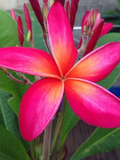 Plumeria Cutting Kaneohe Sunset 12–14” | Live 1-Tip Plumeria Stem | Premium Frangipani Cutting for Rooting & Tropical Gardens