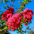 Crape Myrtle Cuttings – 8 Pack Deep Pink Heirloom Variety, Live Lagerstroemia Stems for Rooting & Flowering Shrub Starts