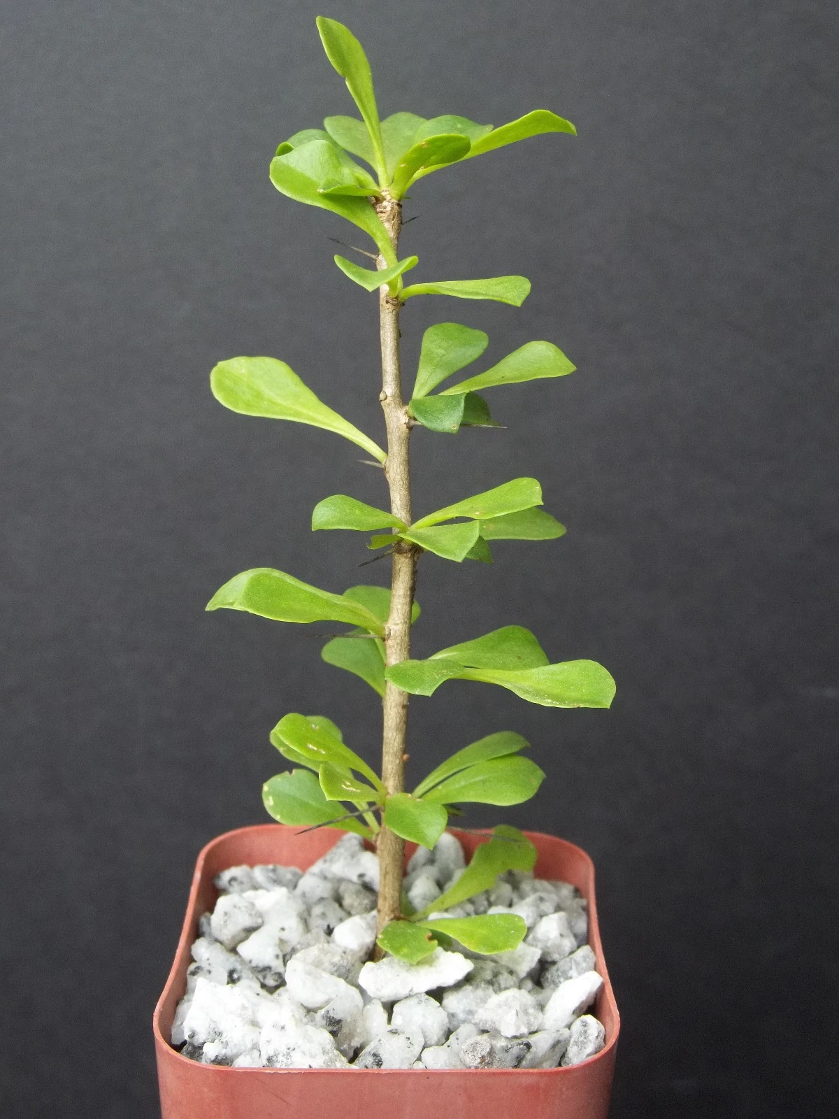 Pereskia portulacifolia – Rare Caudex Cactus Plant, Natural Bonsai Style, 2 Inch Starter